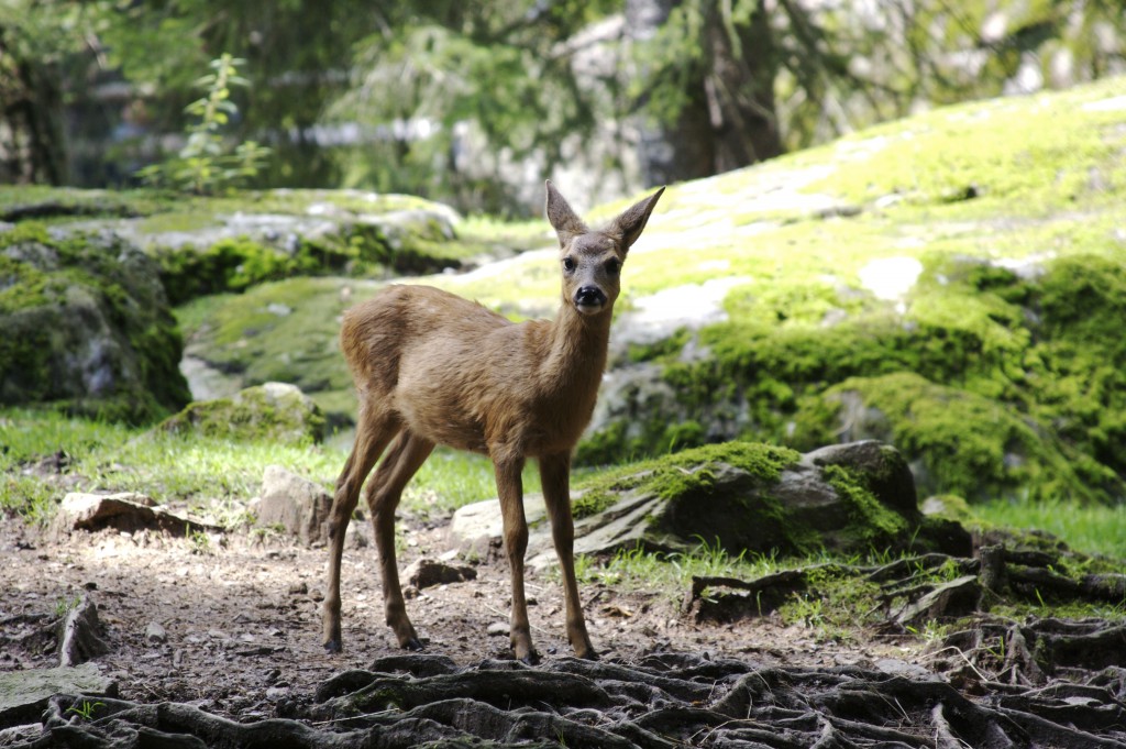 Hindert der Gedanke an Bambi manche Menschen am Genuss von Wildfleisch? Und wenn ja, warum hindert sie dann nicht der Gedanke an Babe am Konsum von Schweinefleisch? Foto: Fabrice Koch/flickr; CC BY 2.0